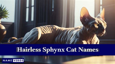 sphynx cat names|sphynx cat name generator.